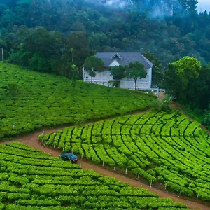 Tea Harvester *** Munnar